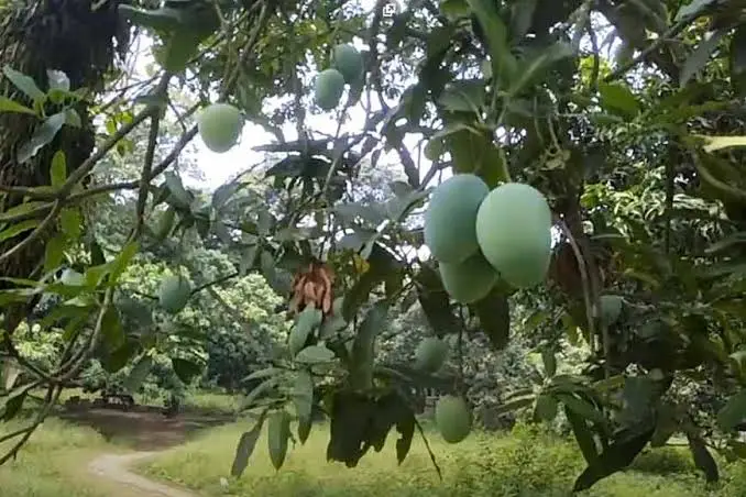 murshidabad mango